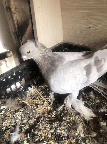 Продаю вольерные село беловоцк lalafo.kg да — 5 Продаю вольерные село беловоцк — 5