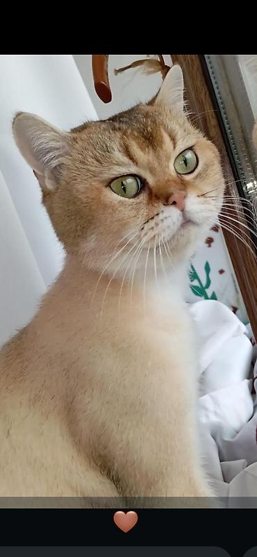 Pişiklər: Britan, Cütləşmə üçün — 1