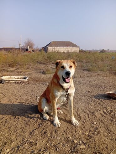 İtlər: Satılır yaş 2 yaw 3 aylığ yaxşı eləwir isdeyen wexsiye yazsin tam — 8