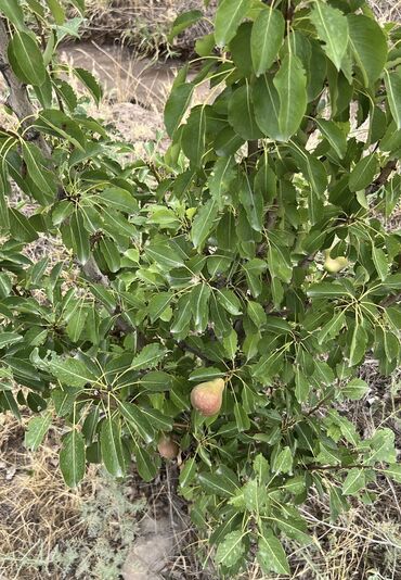 Сельхоз предприятия: Продаю Питомник растений, 1000 соток, Действующий, Без оборудования, Скважина, Холодная вода, Электричество — 11