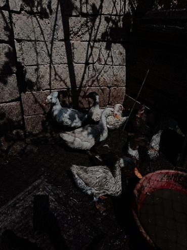 cex qus: Qarışıq cins ördəklər – təsərrüfat üçün - Şəkillərdə göründüyü kimi — 3