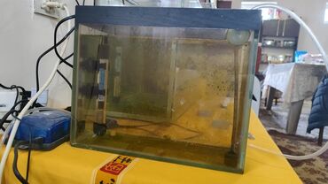 Akvariumlar: Dördbucaq akvarium, Balıqlarla birlikdə, 120 l, Ünvandan götürmə, Ödənişli çatdırılma, Rayonlara çatdırılma -da lalafo.az — 14 Akvariumlar: Dördbucaq akvarium, Balıqlarla birlikdə, 120 l, Ünvandan götürmə, Ödənişli çatdırılma, Rayonlara çatdırılma — 14