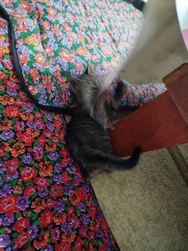 сетка ош: Керебеттин үстүнө жапкыч lalafo.kg да сетка ош: Керебеттин үстүнө жапкыч