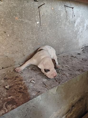İtlər: Pitbul, 1 ay, Dişi, Ödənişli çatdırılma -da lalafo.az — 3 İtlər: Pitbul, 1 ay, Dişi, Ödənişli çatdırılma — 3