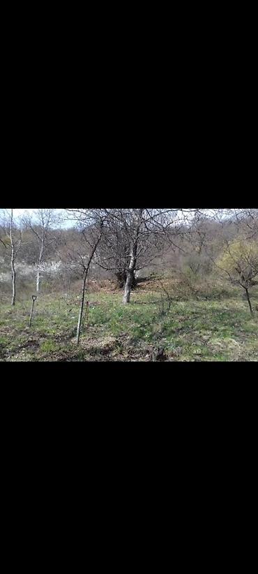 torpaq xirdalan: 20 sot, Kənd təsərrüfatı, Maklerlər narahat etməsin, Müqavilə — 3