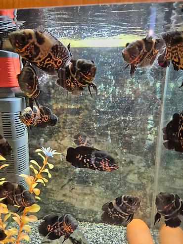 кислород для рыб: Продаю астронотусов (Глазчатый астронотус (Astronotus ocellatus) - — 5