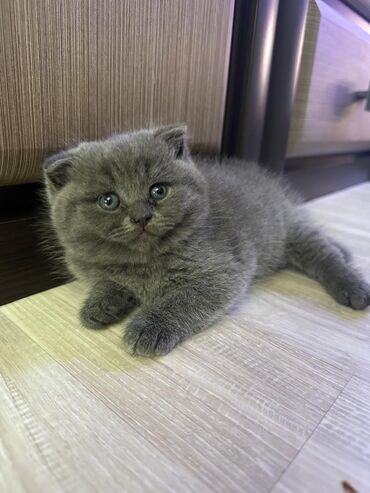 шотланские коты: Шотландские очаровашка готовы переехать к Вам. родились 1 апреля, к