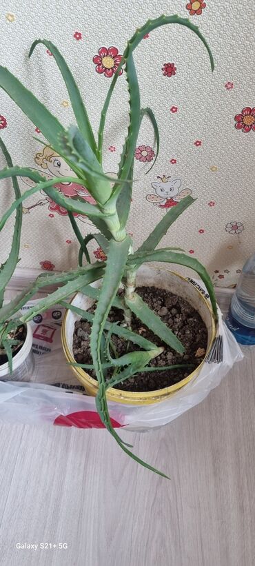растения для офиса: Продаю Алое 6летний район правды боконбаева бишкек