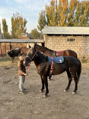 стелная карова: Продаю | Конь (самец) | Конный спорт