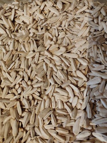 Digər qida məhsulları: Qovrulmuş və çiy,ağ və qara semiçkalar çəki ilə satılır. Sifariş -da lalafo.az — 3 Digər qida məhsulları: Qovrulmuş və çiy,ağ və qara semiçkalar çəki ilə satılır. Sifariş — 3