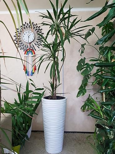 Монстеры: Продаются комнатные растения. Выращенные в домашних условиях и — 15