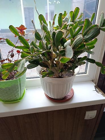 Фикусы: Комнатные растения — коллекция укоренённых саженцев и деток - Фикусы — 8