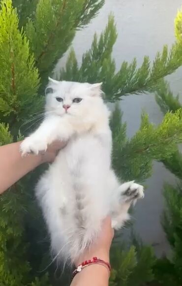 сколько стоит собака бу: Ağ, uzun tüklü pişik - Cins görünüşü: yuvarlaq üz quruluşu, qısa