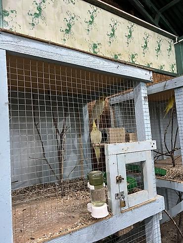зоомагазин бишкек с животными: Попугай сатылат. Срочно арзан эле берип салам.10 попугай бар ар турду — 3