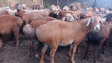 бараны самки: Продаю | Овца (самка) | Гиссарская, Арашан | Для разведения | Матка