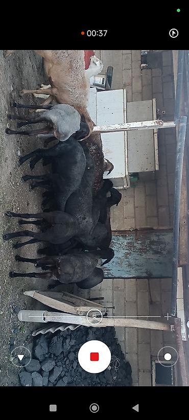 Баран, овца: Продаю | Баран (самец) — 5