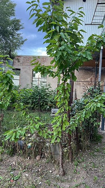 Продажа квартир: 3 комнаты, 70 м², 1 этаж — 16