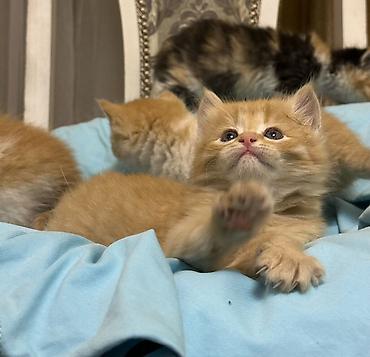 Продажа кошек: Лесная, 1 месяц, Мальчик, Рыжий — 1