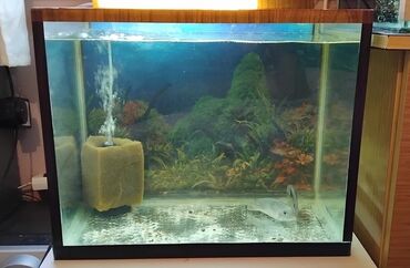 Gəmiricilər: Dördbucaq akvarium, Balıqlarla birlikdə, 60 l, Ödənişli çatdırılma