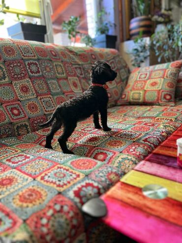 Psi: Na prodaju prelepi štenci toy pudle crvene i crne. Genetski testirani — 7