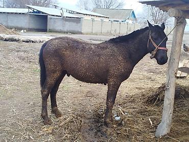 Лошади, кони: Продаю | Конь (самец) | Кара Жорго | На забой, Для разведения, Рабочий | Осеменитель — 1