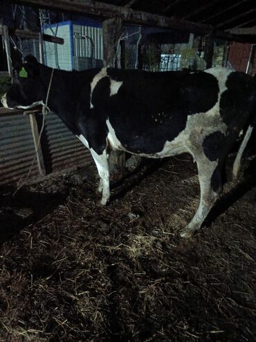 Коровы, быки: Самка, Holsteyn, лет: 3, 450 кг, Для молока, Самовывоз