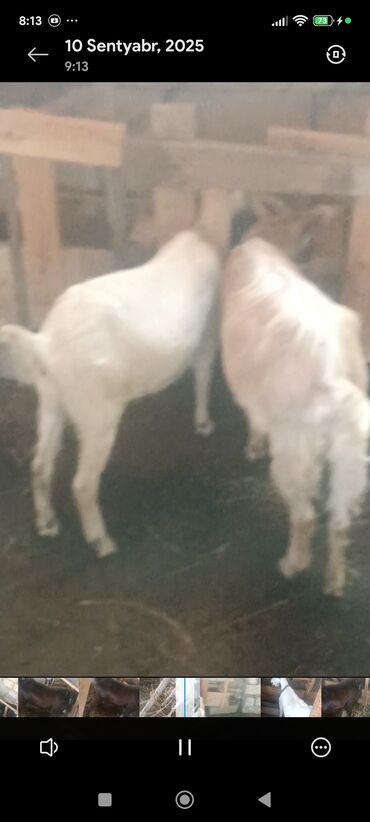 Keçi, çəpiş: Məhsul: Südlük keçilər Təsvir: - Şəkillərdə bir neçə baş keçi — 3