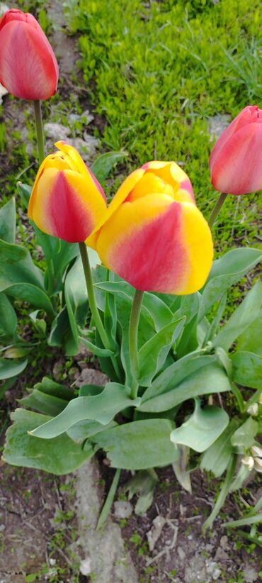 тюльпаны бишкек: Удобства для дома и сада, Самовывоз