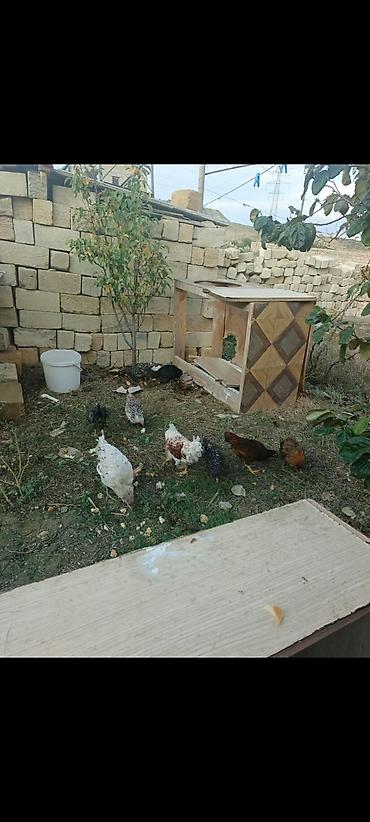 pitbull iti satilir: Amerkuana xarkov ayam Cemani yakahoma colpalari 3 ayliq 20 m — 4