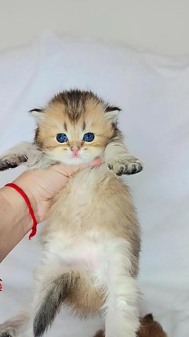 кошка шатланская: Скотиш Страйт (Шотландская прямоухая), 1 месяц, Мальчик, Золотая шиншилла — 1