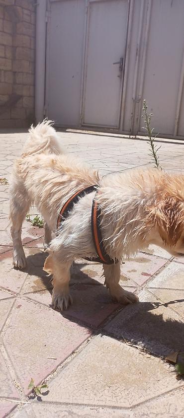 akvarium az: Pekines, 1 il, Dişi — 3