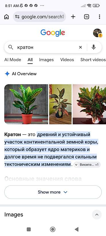пальма: Кротон.дерево декоративное огромное рост 1.20.цвета листьев разные — 1