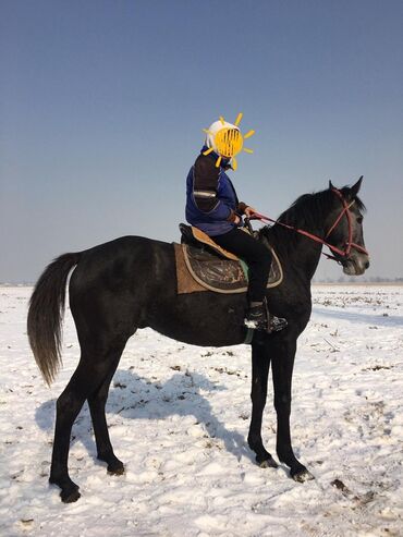 жпс трекер для лошадей in Кыргызстан | GPS НАВИГАТОРЫ: Продаю | Жеребец | Английская | Конный спорт | Племенные
