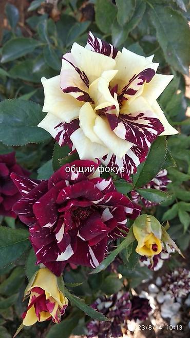 Роза: Саженцы садовых роз (кустарниковые/чайно-гибридные, флорибунда) — — 6