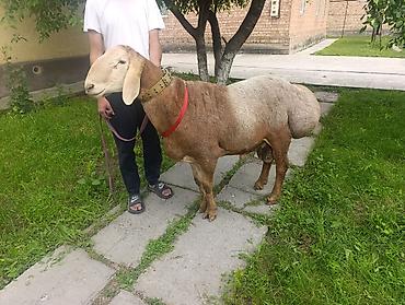 баран живой: Продаю | Баран (самец) | Арашан | Для разведения | Осеменитель — 4