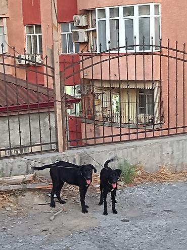itlerin pulsuz verilmesi: Labrador-retriver, 6 ay, Ünvandan götürmə — 1