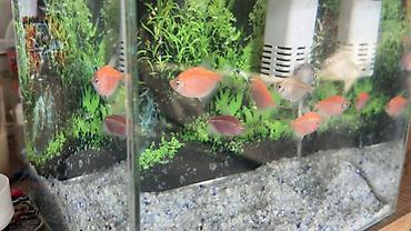 neon balığı: Salam! Sağlam və aktiv GloFish tetra balıqlarımı satıram. Rəngləri — 7
