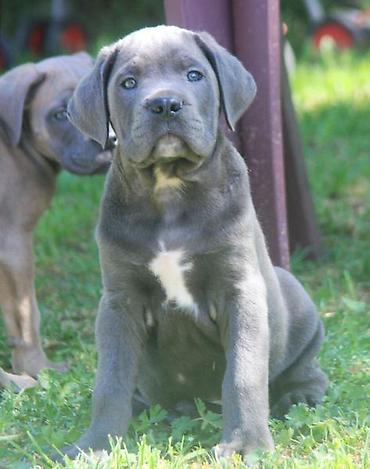 Psi: Cane Corso štenci U ponudi veoma perspektivni štenci iz različitih — 6