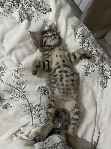 кошки бишкек купить: Отдам котенка! котенок женского пола, у себя держать не можем, поэтому — 1