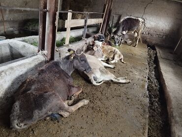 герефорд бык: Продаю | Корова (самка), Бык (самец), Тёлка
