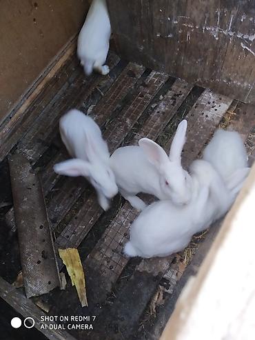 Dovşanlar: Ağ albinos dovşanlar – eyni yuvalamadan olan bir neçə baş. 8 ildir — 6