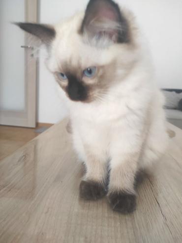 Mačke: Ragdoll mačići – blue point rođeni 02.04. - Prelepi ragdoll mačići sa — 9