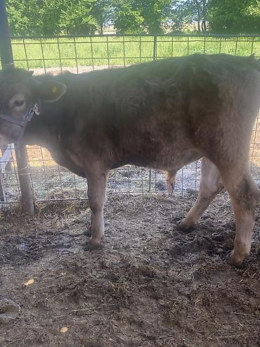 Коровы, быки: Продаю | Бык (самец) | Привязанные — 8