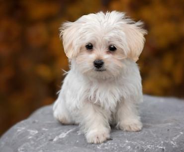 afcarka balası: Maltipoo (Maltese bişon) balaları – ağ, yumşaq və hipoallergen tüklü — 10
