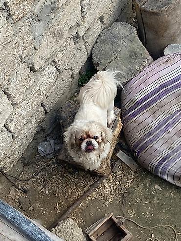 İtlər: Pekines, 2 il, Dişi, Peyvəndli, Pulsuz çatdırılma — 4