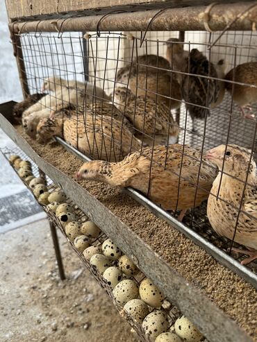 бее сатылат: На продажу перепелки