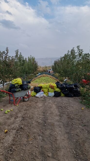 купить клубнику оптом: Яблоки Голден, Оптом