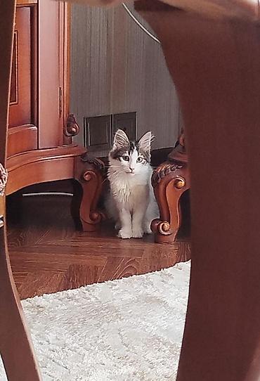 Кошки: 4 aylıq pişik balasına,cinsi qızdır, xeyirxah sahib axtarırıq.Masya — 5