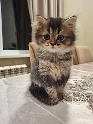 Pişiklər: Britan — 19