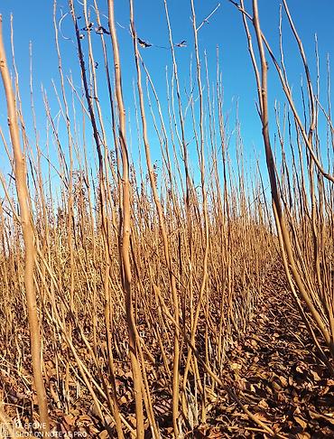 Tinglər: Xurma tingləri satışdadır çatdırılma pulsuzdur siz sifariş verin — 5